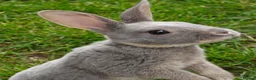 Rex rabbits for sale: Mini Rex Rabbits  - Advert 32