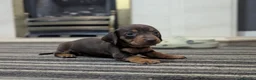 Dachshund dogs for sale: Gorgeous Smooth-Haired Dachshund Puppies - Advert 7