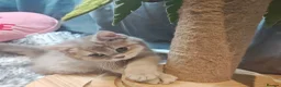British Shorthair cats for sale: Blue golden, lilac gold, cinnamon bi colour  - Advert 1