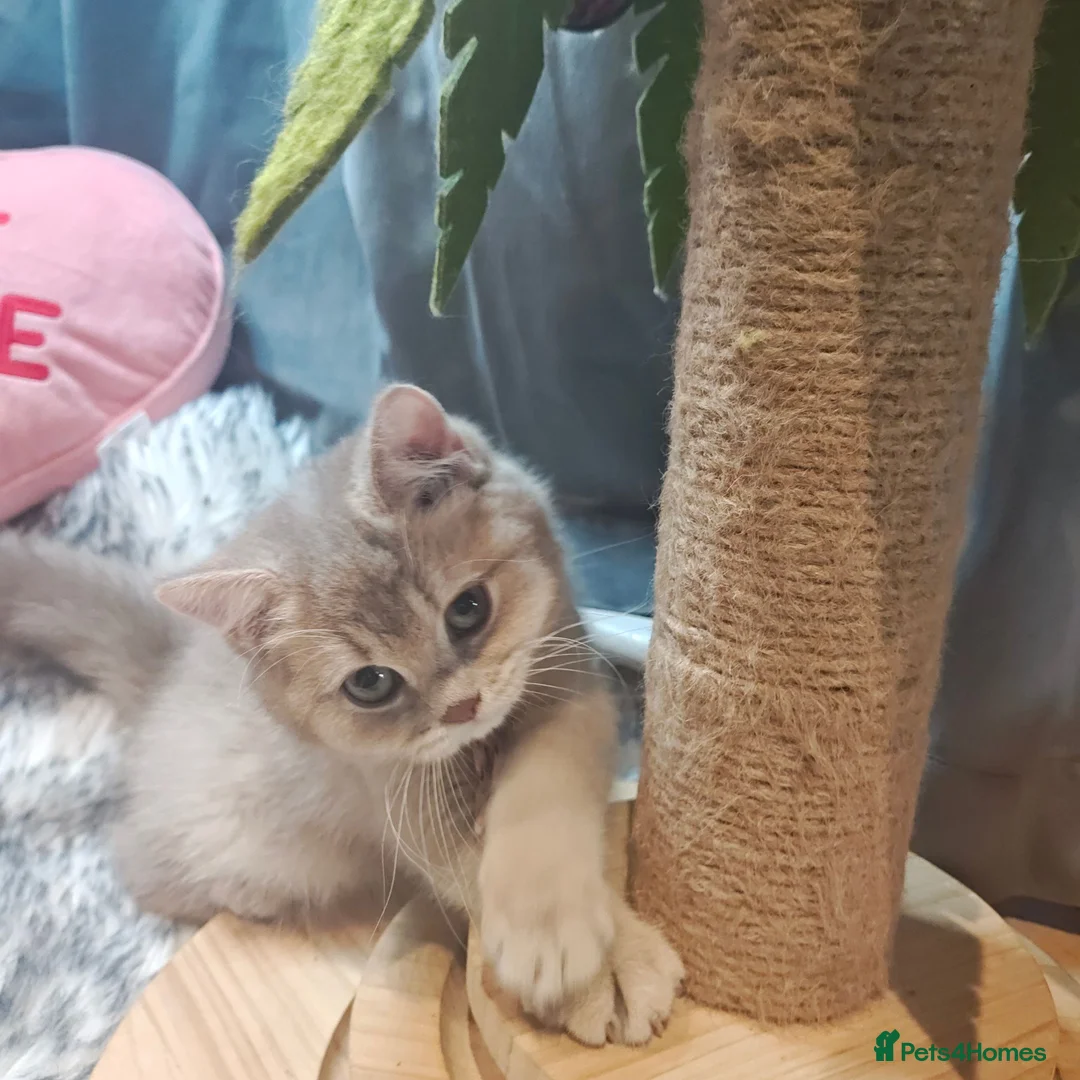 British Shorthair cats for sale: Blue golden, lilac gold, cinnamon bi colour  - Advert 1