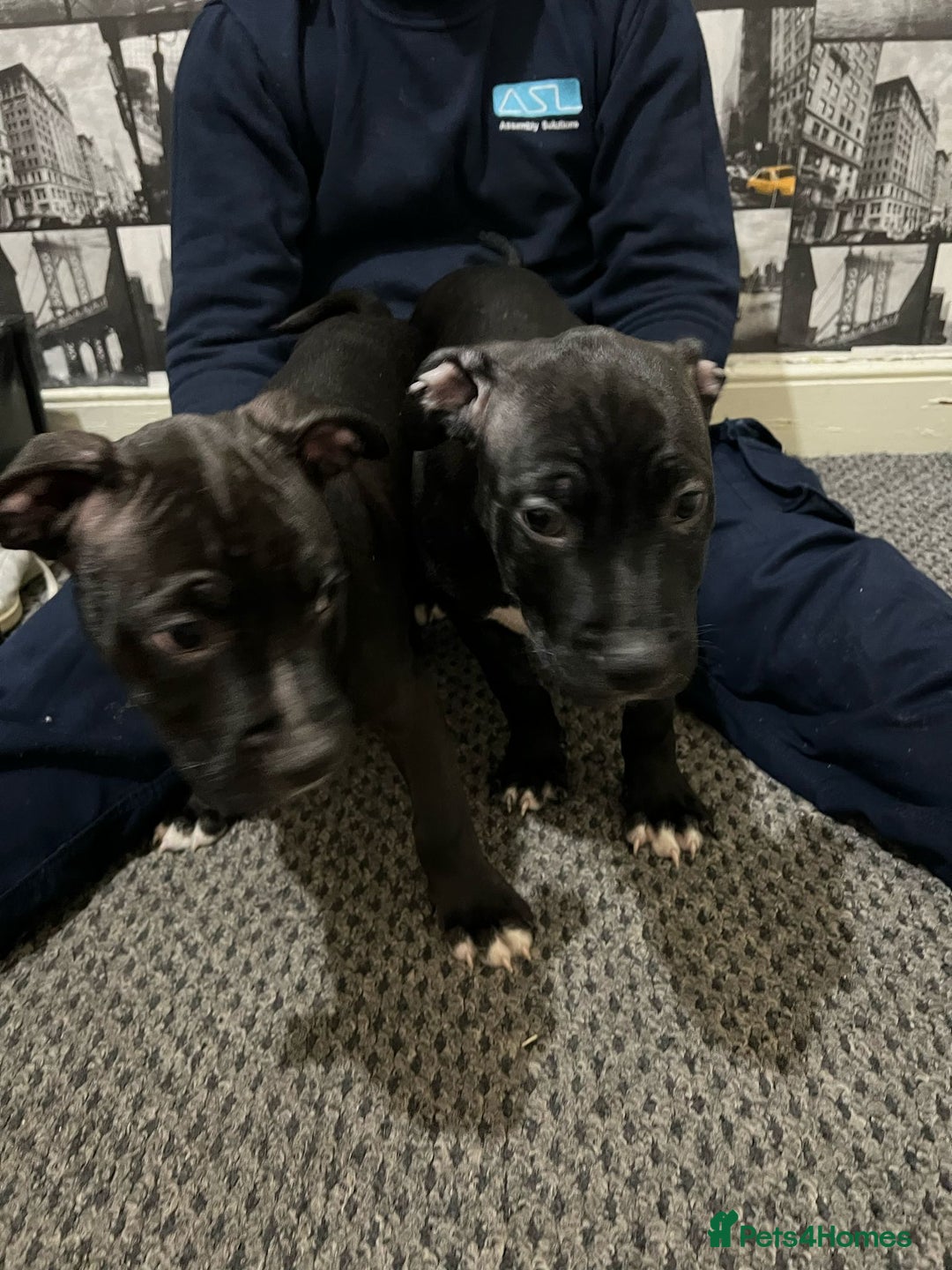 American Bull Staffy dogs for sale: american staffordshire for sale  - Image 14
