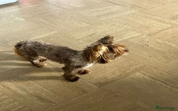 Yorkshire Terrier dogs for adoption: 💙🐶 COCO 🐶💙 - Image 13