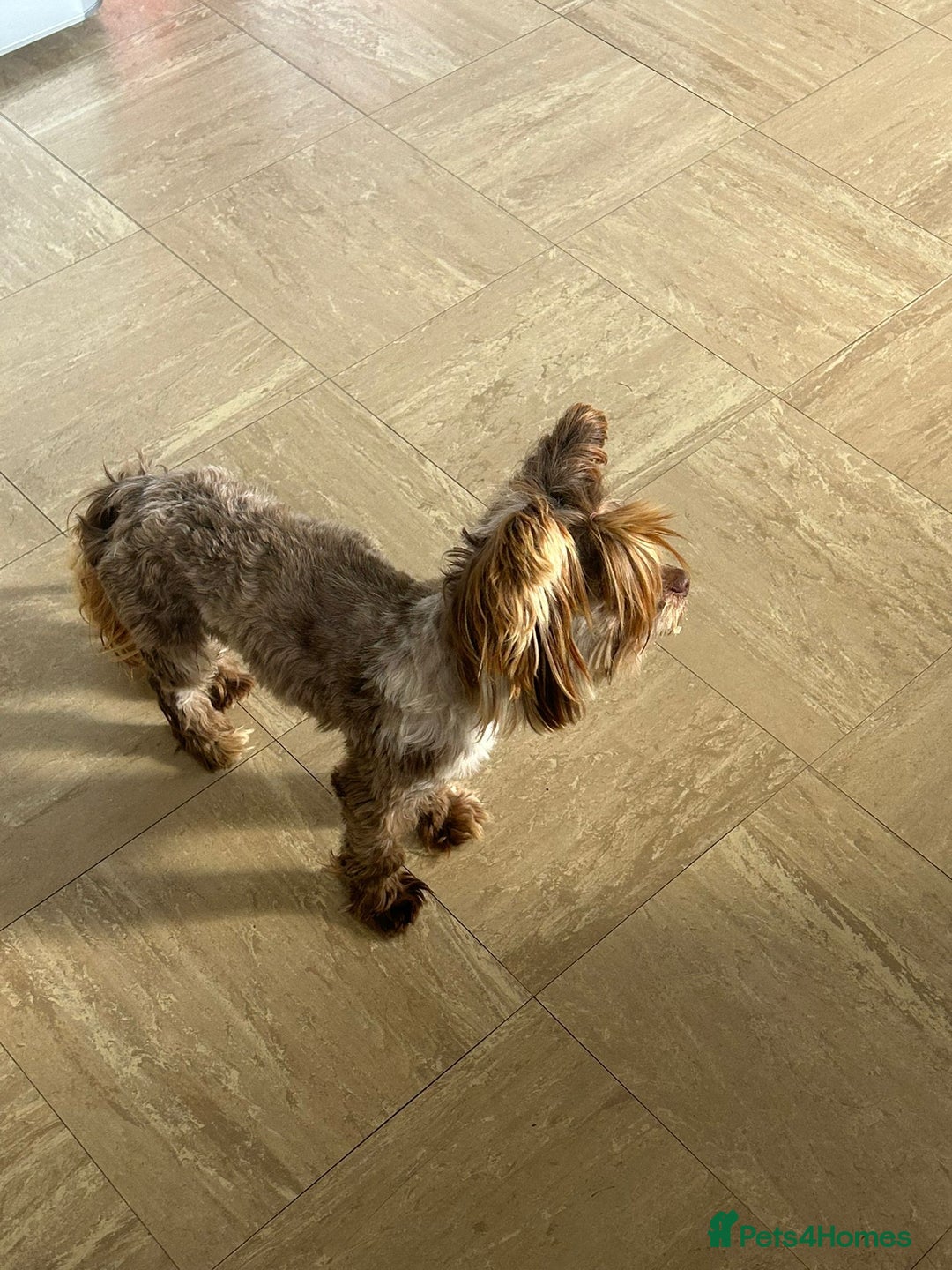 Yorkshire Terrier dogs for adoption: 💙🐶 COCO 🐶💙 - Image 13