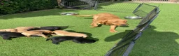 Labrador Retriever dogs for sale: Health Tested Labrador Pup - Advert 2