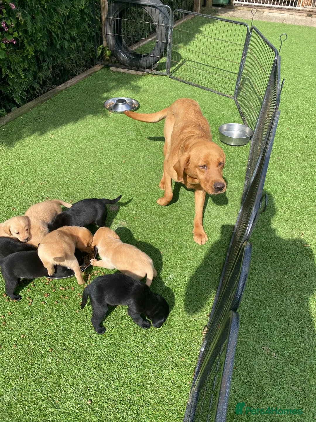 Labrador Retriever dogs for sale: Health Tested Labrador Pup - Advert 2