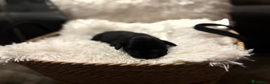 Puppy 4