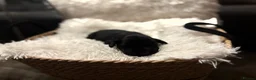 Cockerdor dogs for sale: Cockedor Puppies - Advert 14
