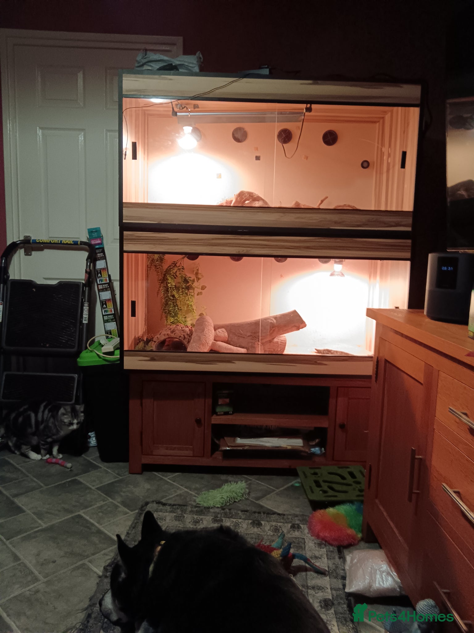 Bearded Dragon reptiles  female Bearded dragons - Advert 2