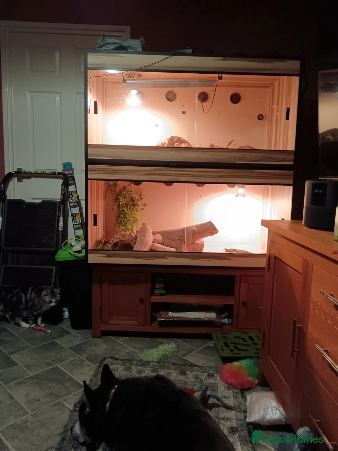 Bearded Dragon reptiles for sale: Male and female Bearded dragons in Taunton - Advert 3