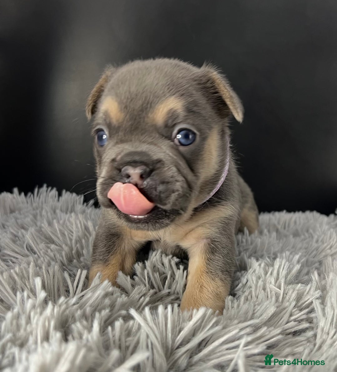 French Bulldog dogs for sale: Stunning Kc French Bulldog puppies  - Advert 6