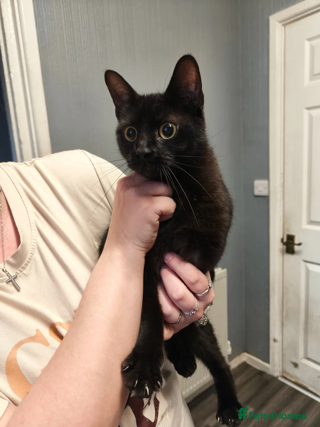 Mixed Breed cats for sale: Two female cats aged 2 years  - Advert 2