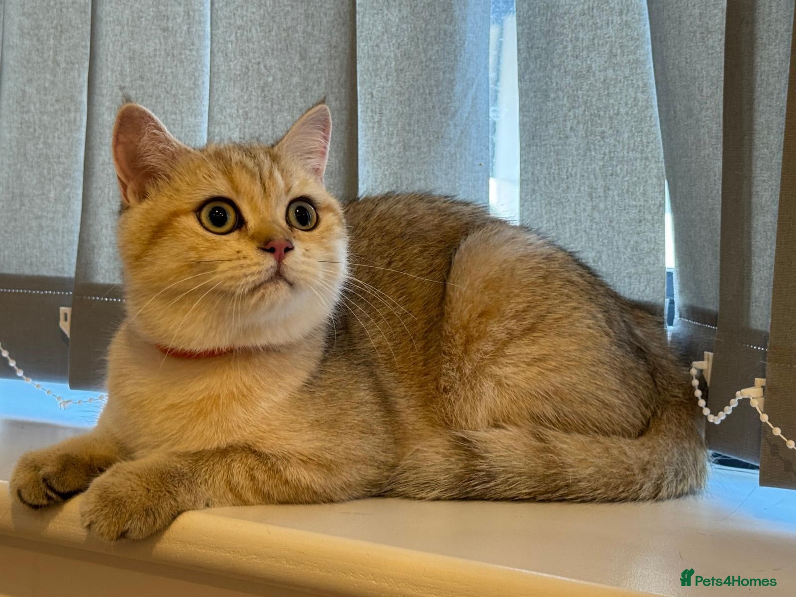 British Shorthair cats Smart Pedigree Golden British Shorthair Kitten   - Advert 2