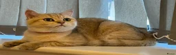 British Shorthair cats for sale: Smart Pedigree Golden British Shorthair Kitten   - Advert 1