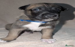 Mixed Breed dogs for sale: Belgian shepherd x Caucasian shepherd puppies  - Advert 5