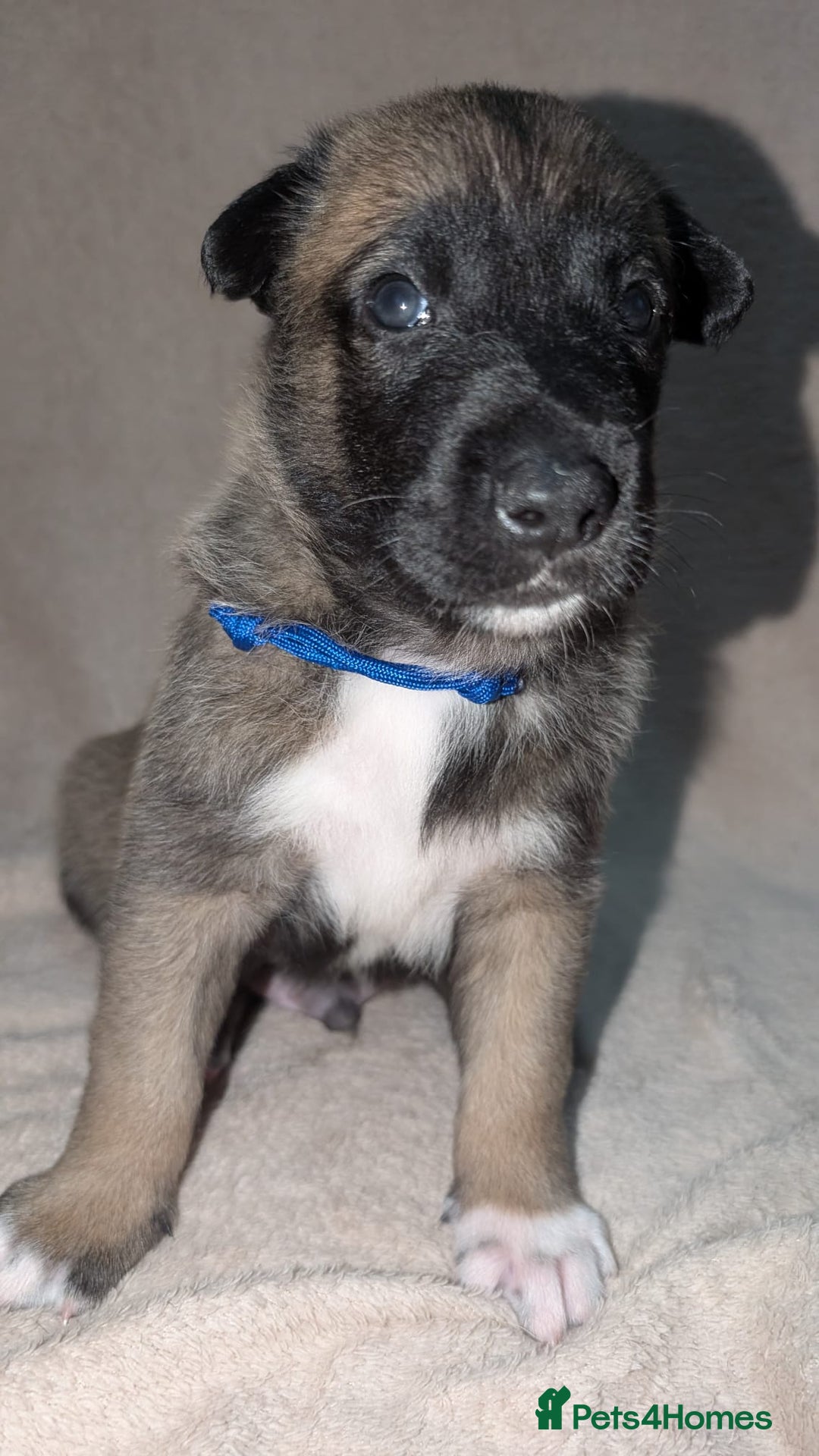 Mixed Breed dogs for sale: Belgian shepherd x Caucasian shepherd puppies  - Advert 5