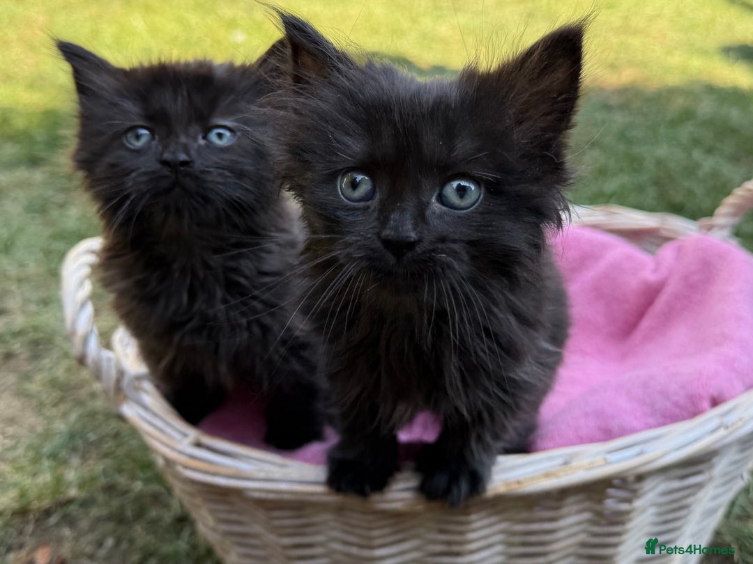 Russian Blue cats for sale: Crossed RussianBlue Kittens - Image 16