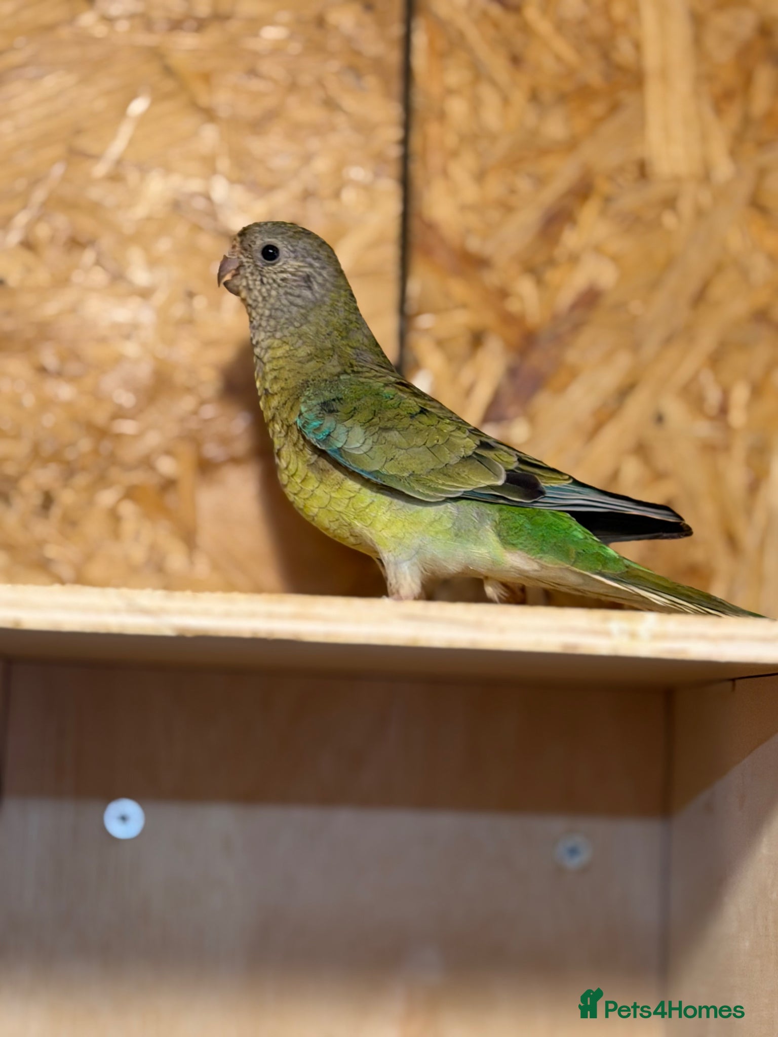 Parrots birds for sale: 2 pairs of redrumps for sale  in Wellingborough - Advert 2
