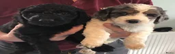 Cockapoo dogs for sale: SOMETHING SPECIAL..STANDARD COCKAPOO PUPPIES - Advert 16