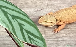 Bearded Dragon reptiles for sale: Bearded Dragon - Image 4