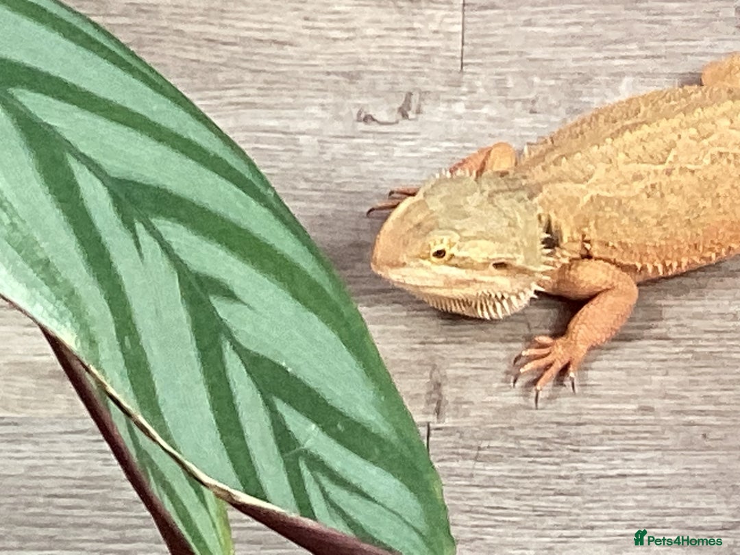 Bearded Dragon reptiles for sale: Bearded Dragon - Image 4