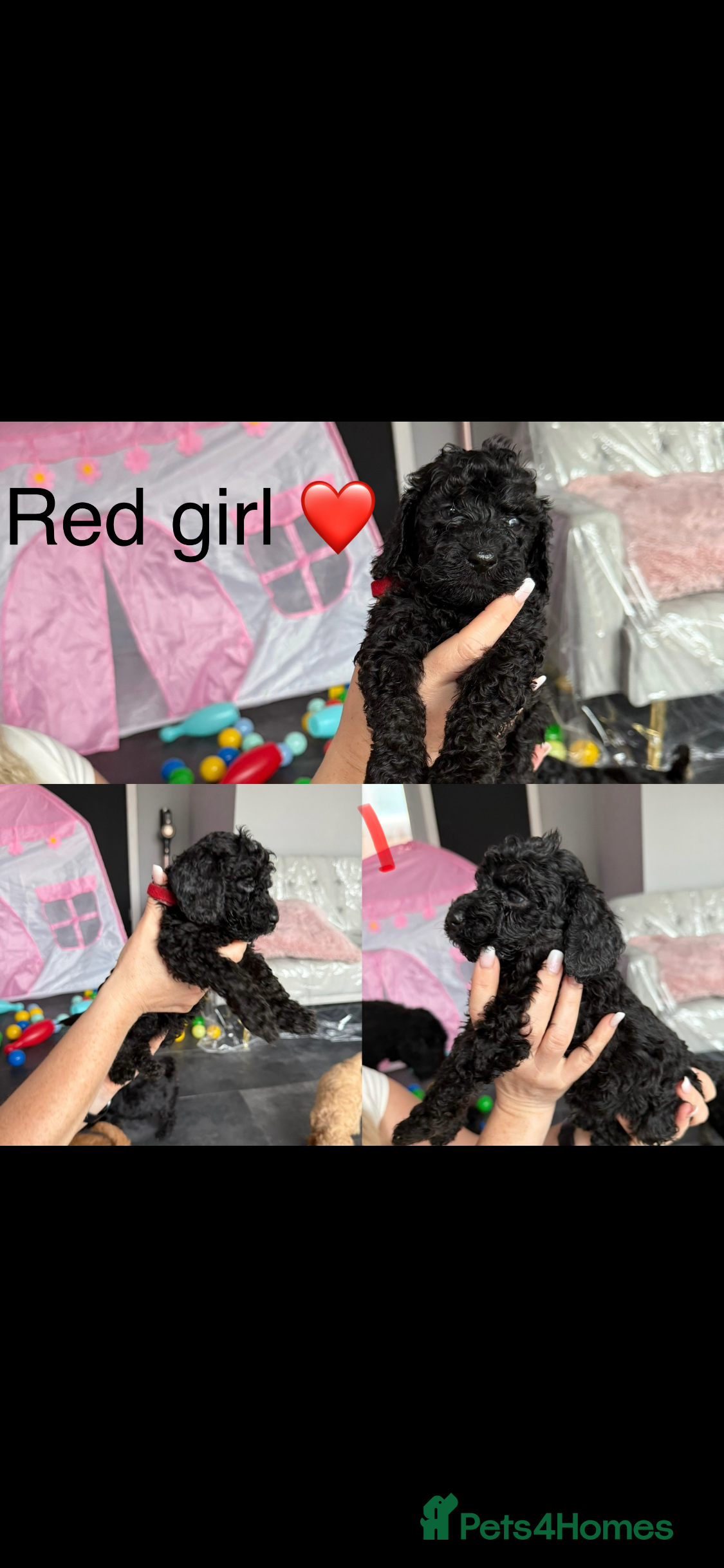 Cockapoo dogs cockapoo puppies ✨ only 1 girl left !!!  - Advert 2