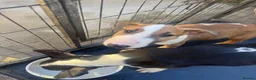English Bull Terrier dogs for sale: English bull terriers puppies - Advert 9