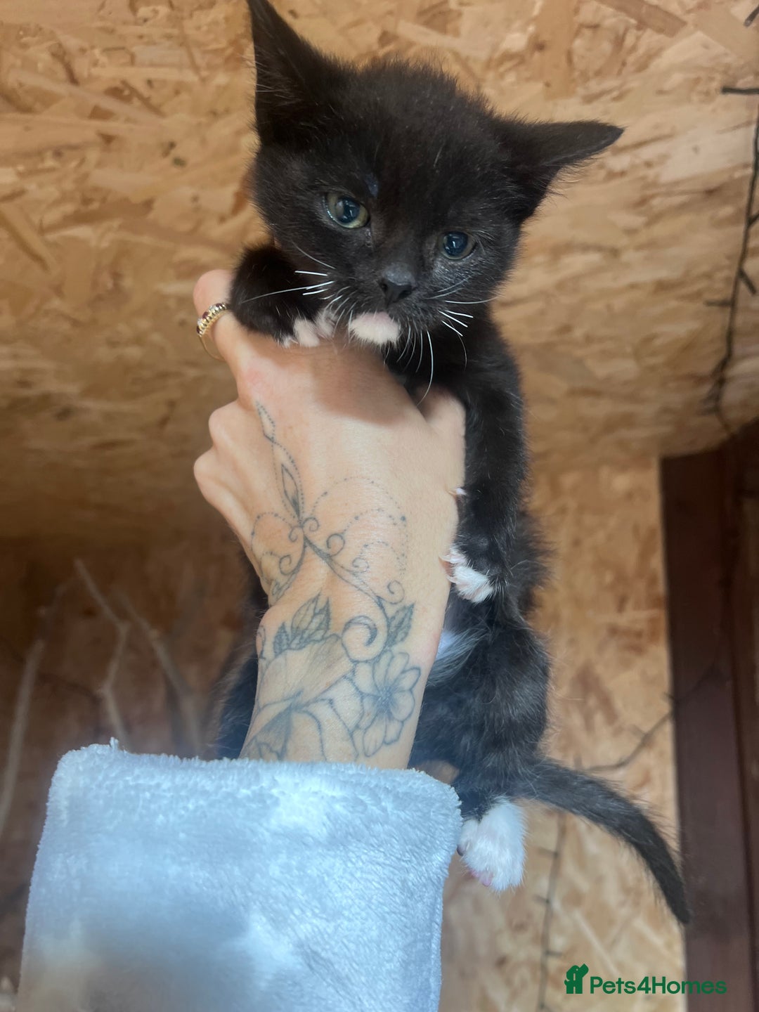 Mixed Breed cats for sale: 😍For  ** 😍 - Image 1