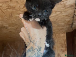 Mixed Breed cats - Advert 3