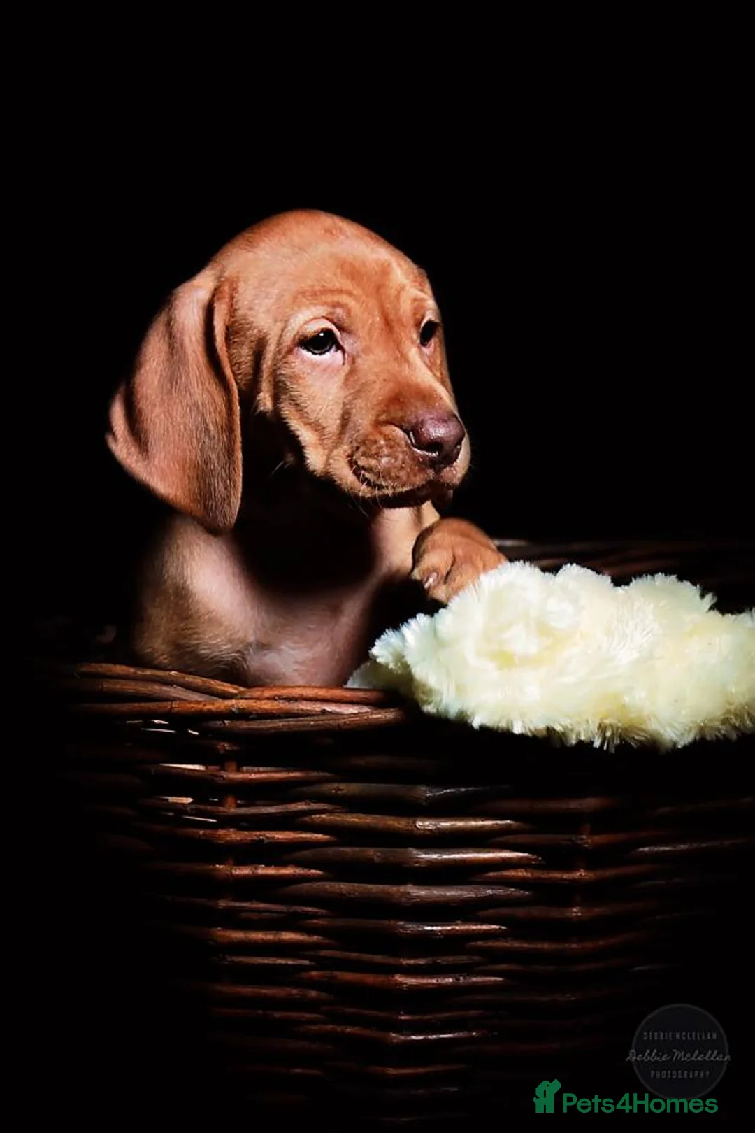 Hungarian Vizsla dogs for sale: Beautiful Hungarian vizsla puppies  in Lanark - Advert 2