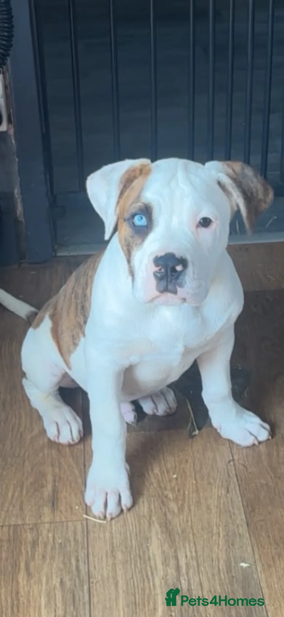 American Bully dogs for sale: Handsome boy  - Advert 2
