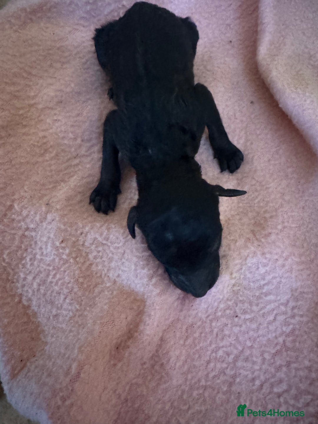 Standard Poodle dogs for sale: Pure Bred Standard Poodle Puppies – £950 - Advert 5