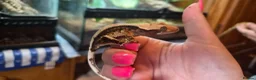 Gecko reptiles for sale: Baby gargoyle geckos and baby cresties lilys etx - Advert 9
