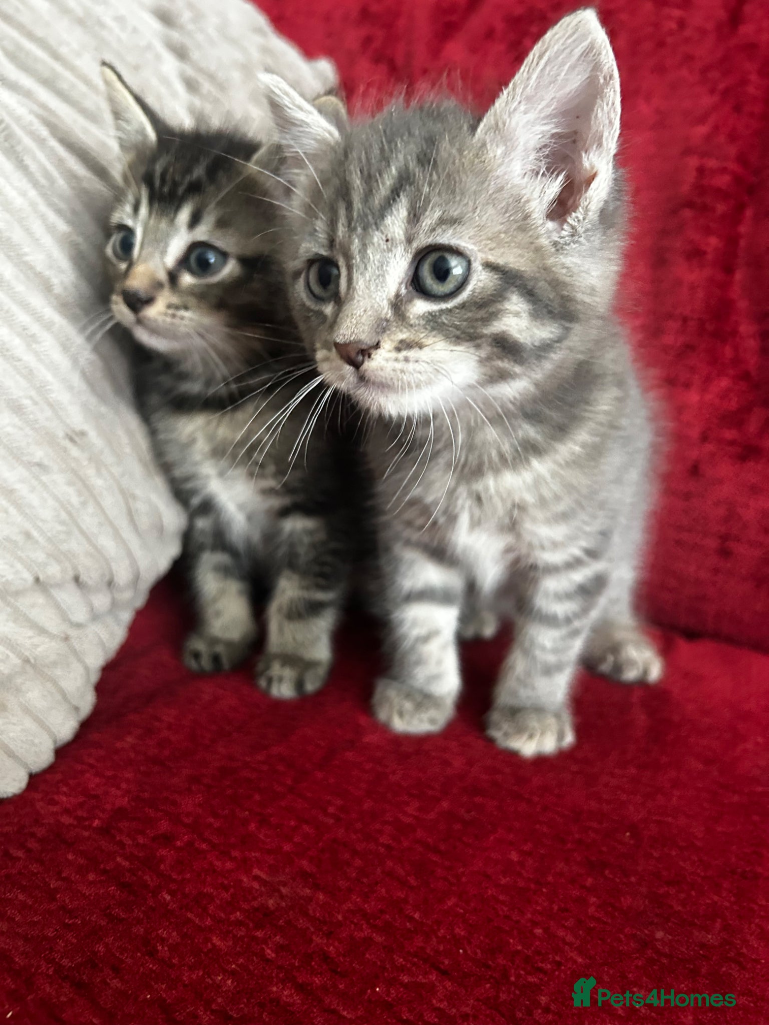 Mixed Breed cats 2 beautiful tabby kittens - Advert 8