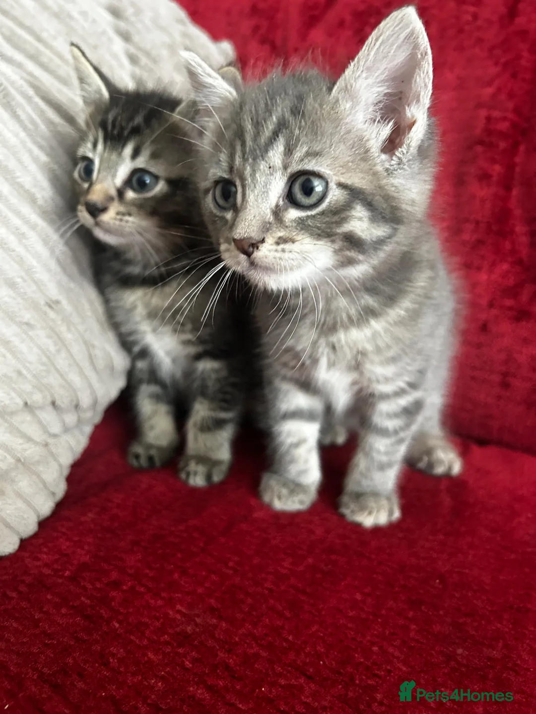Mixed Breed cats for sale: 2 beautiful tabby kittens - Advert 1