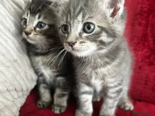 Mixed Breed cats 2 beautiful tabby kittens - Advert 1
