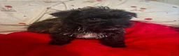 Yorkiepoo dogs for sale: 🐾 Yorkiepoo Puppies For Sale 🐾 - Advert 6