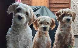 Maltipoo dogs for sale: 6 Pedigree Club registered Maltipoo puppies - Image 9