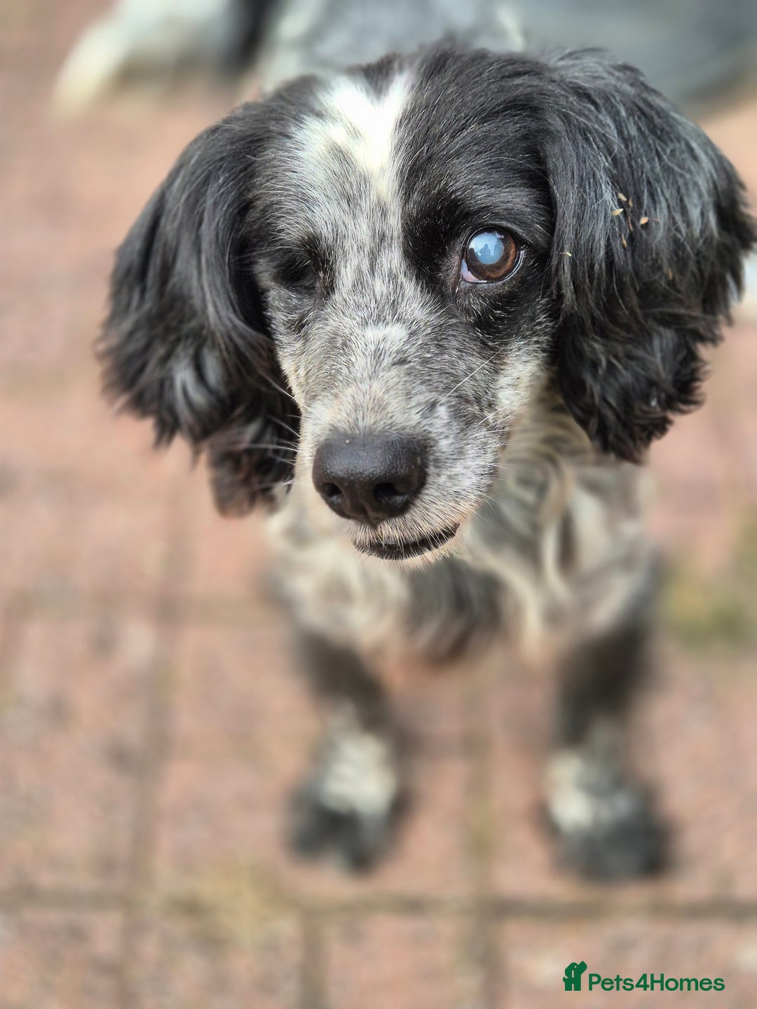 Cocker Spaniel dogs for adoption: Meet Jacky – Looking for His Happy Ever After - Image 1