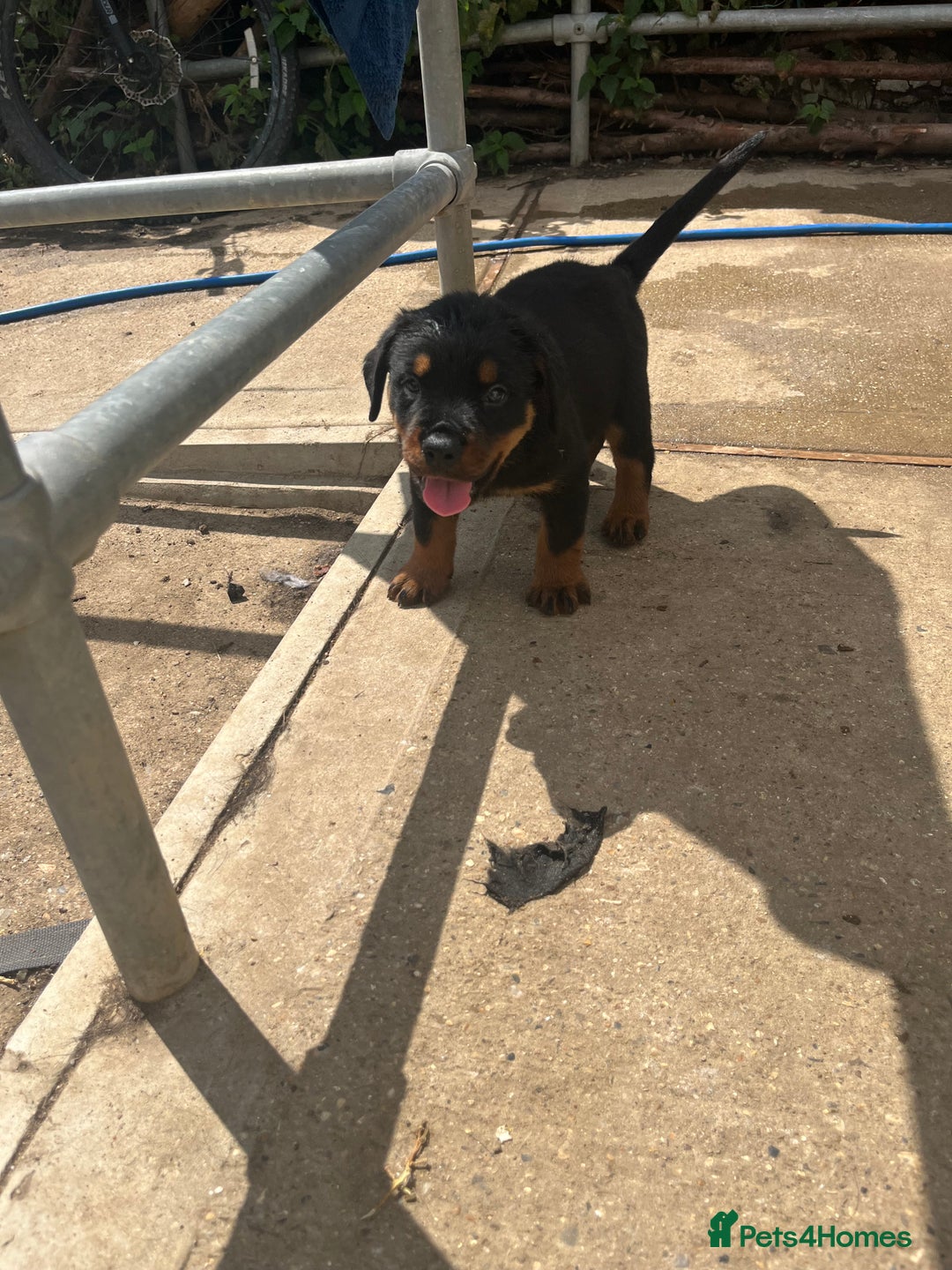 Rottweiler dogs for sale: Championship full pedigree Rottweilers! **1 left** - Image 15