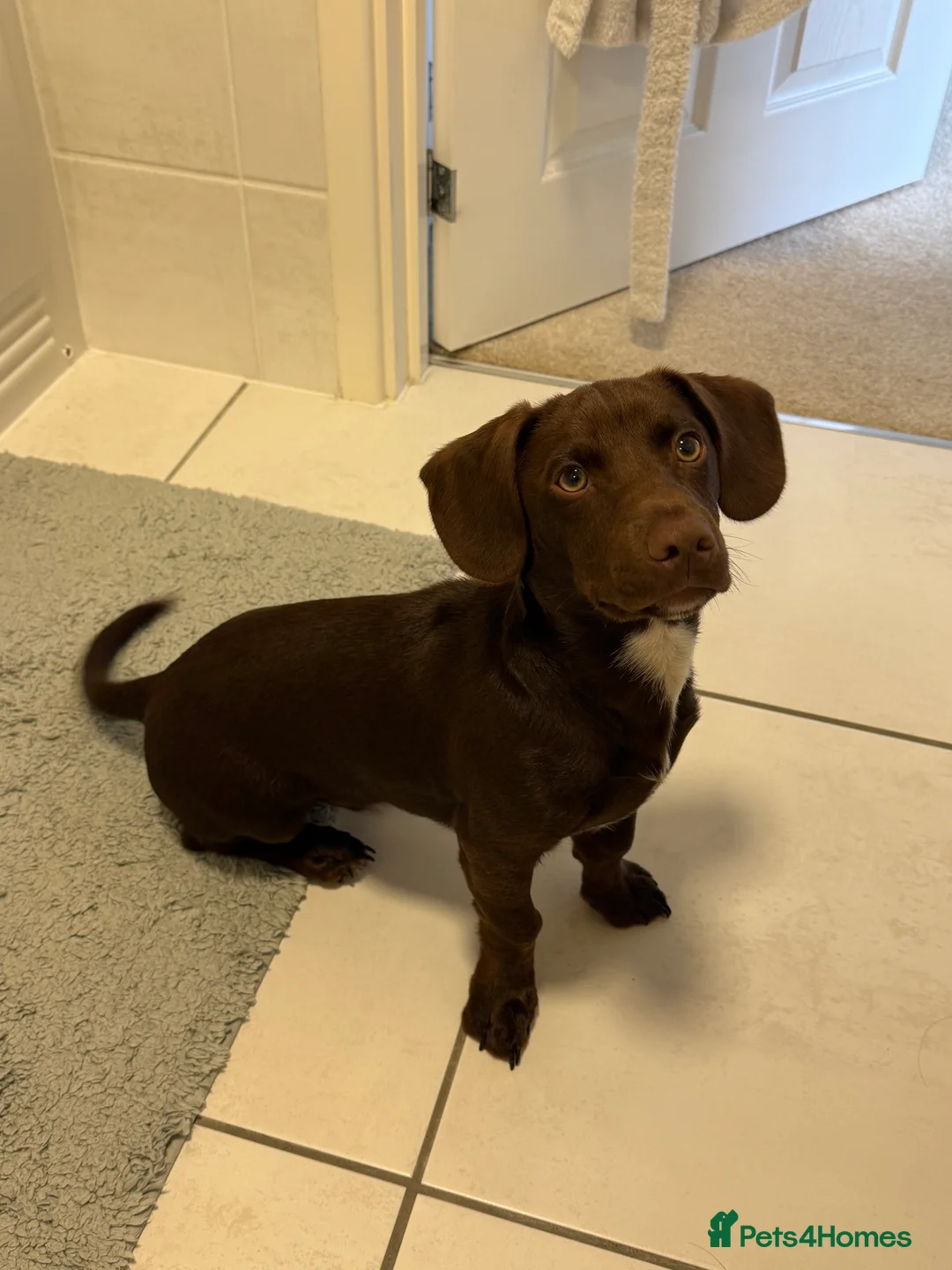 Mixed Breed dogs for sale: Mixed breed puppy 🐶 in Sheffield - Advert 1