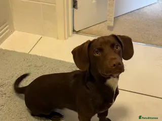 Mixed Breed dogs Mixed breed puppy 🐶 in Sheffield - Advert 1