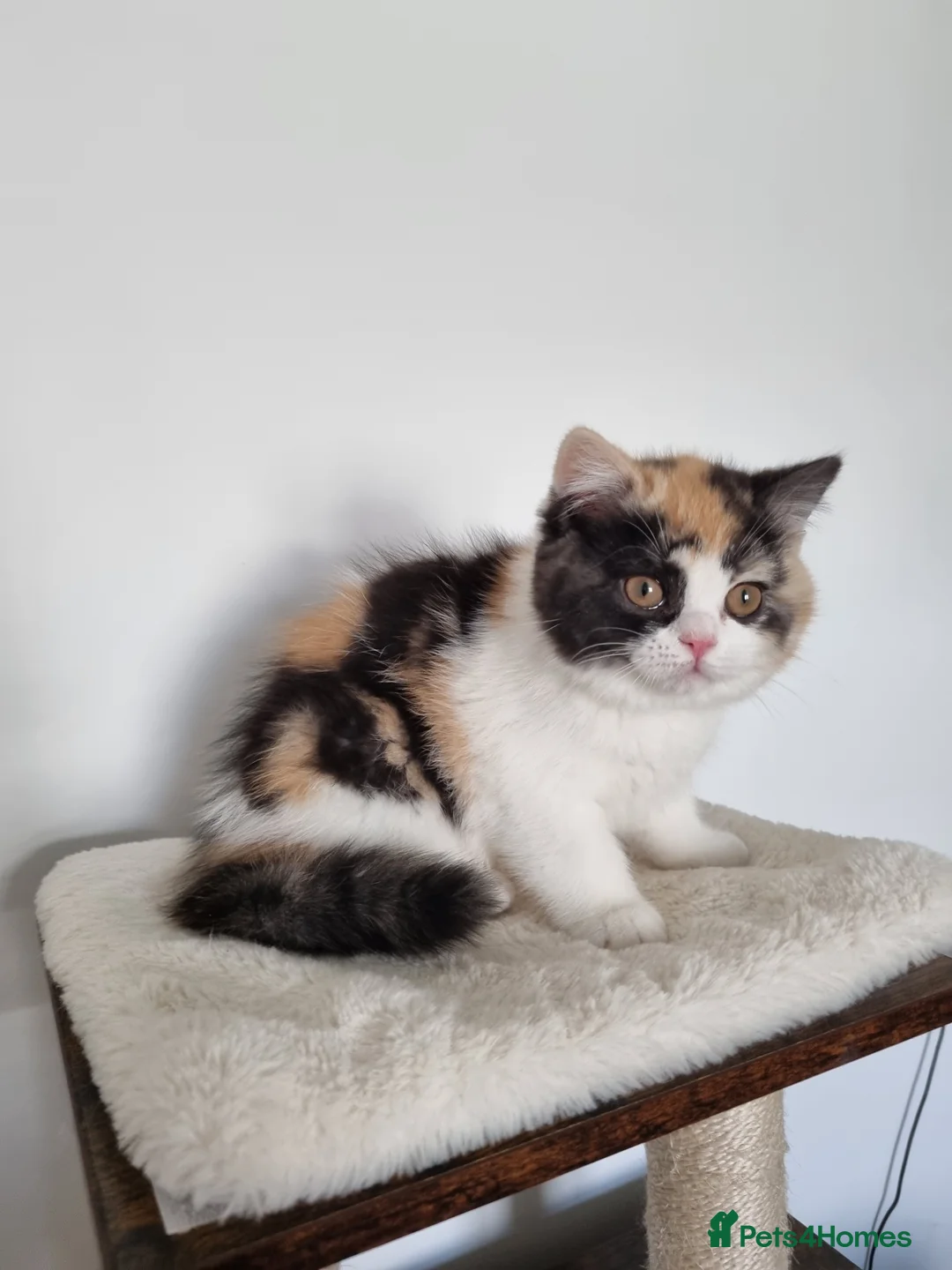 British Shorthair cats for sale: Exceptional British Shorthair & Longhair kittens - Advert 6