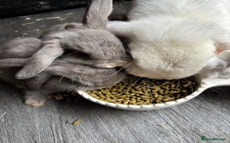 Mini Lop rabbits for sale: Gorgeous Mini Lops  - Image 29