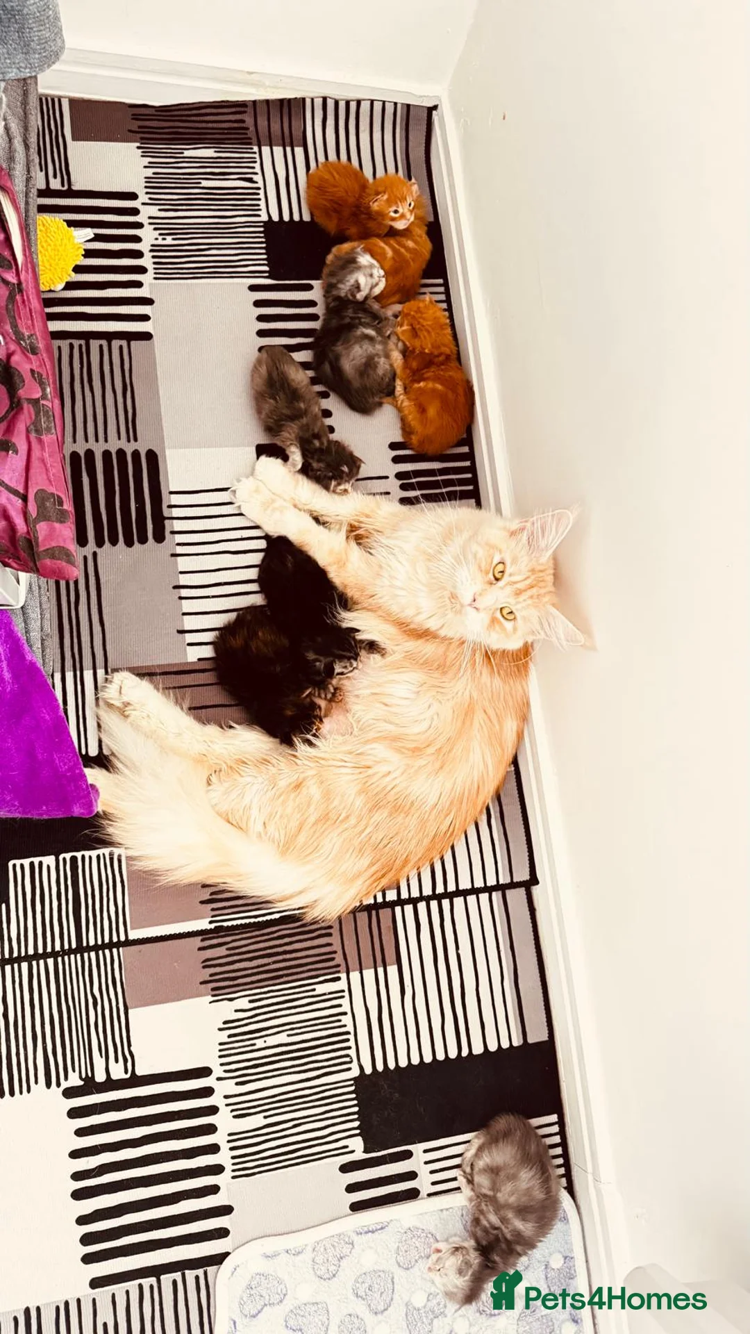 Maine Coon cats for sale: Pure breed XXL Maine Coon kittens  - Advert 16