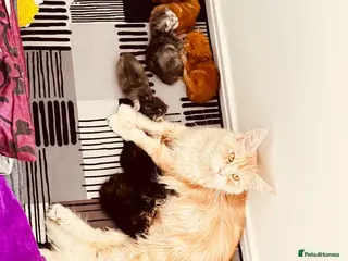 Maine Coon cats Pure breed XXL Maine Coon kittens - Advert 2