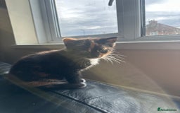 Mixed Breed cats for sale: Beautiful litter of kittens - Image 5