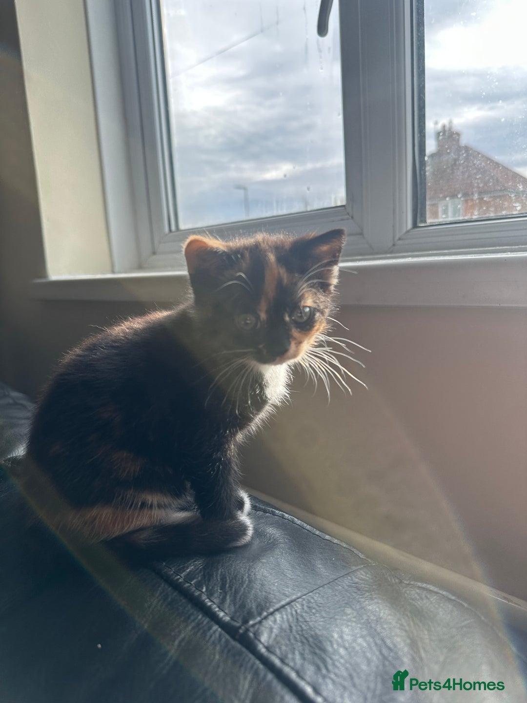 Mixed Breed cats for sale: Beautiful litter of kittens - Image 5