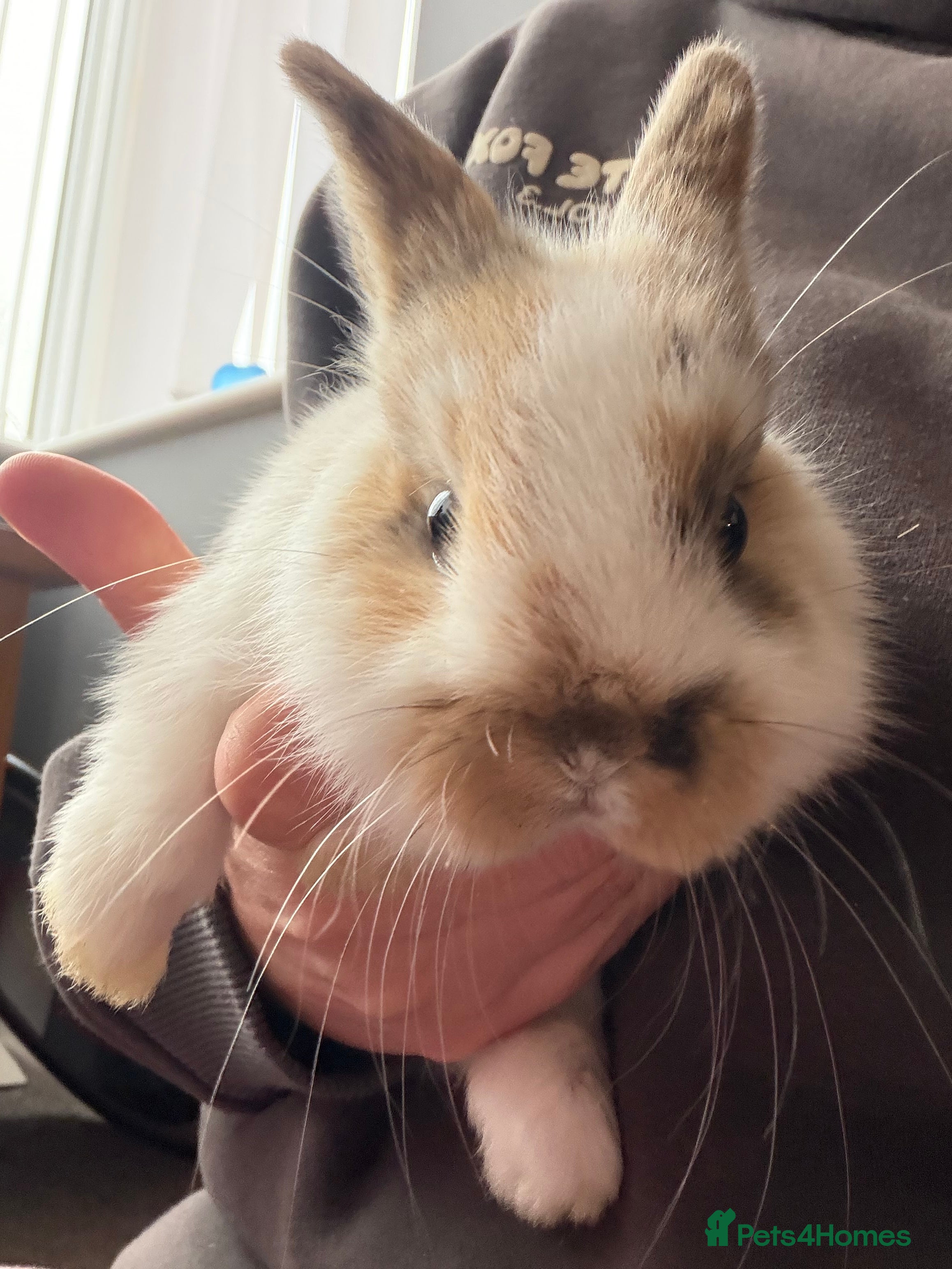 Mini Lion Lop rabbits 4 baby mini lop rabbits - Advert 13