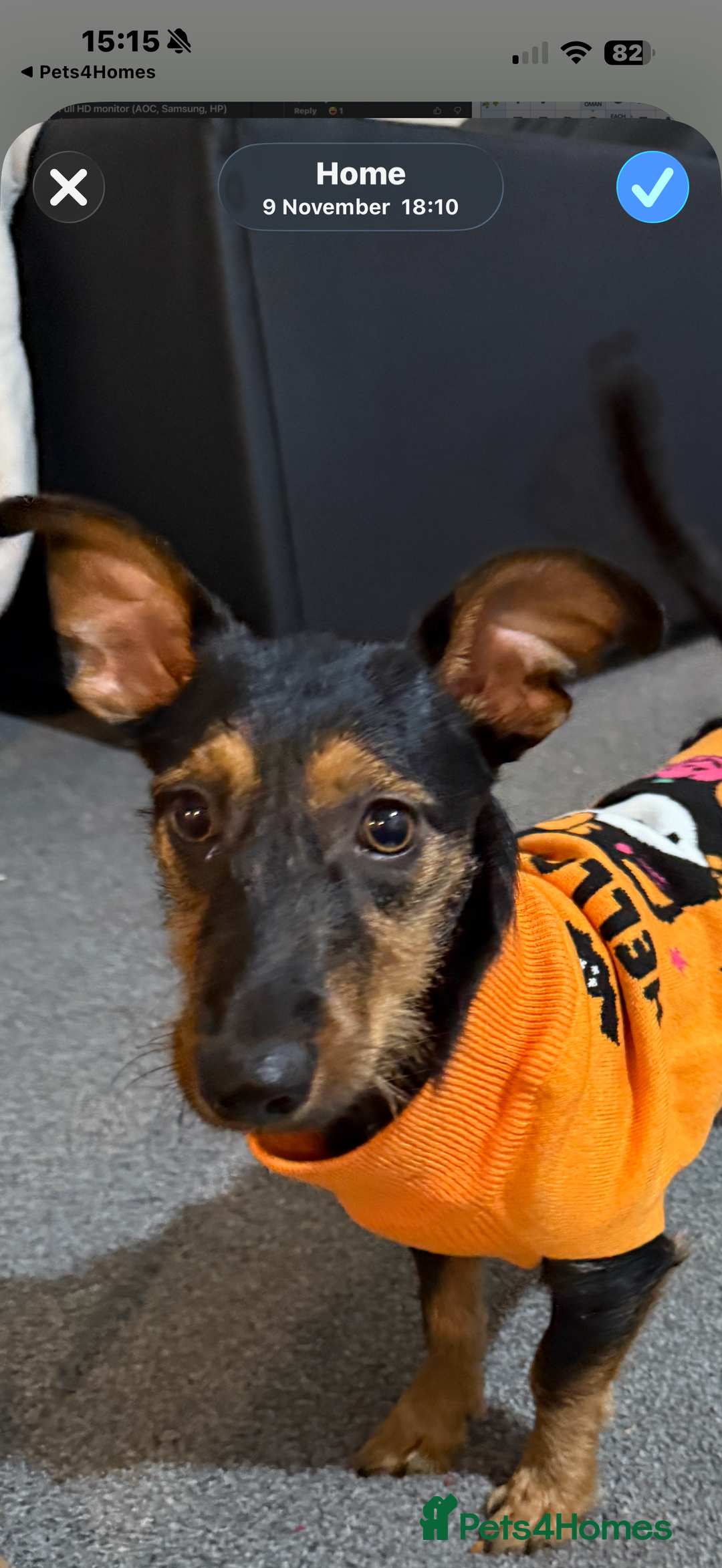 Mixed Breed dogs for sale: Miniature dashhound mix - Advert 2