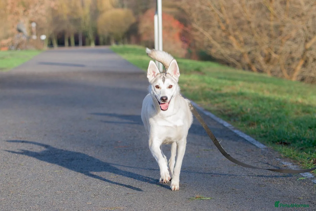 Siberian Husky dogs for adoption: KYLIE – Female Siberian Husky - Advert 5
